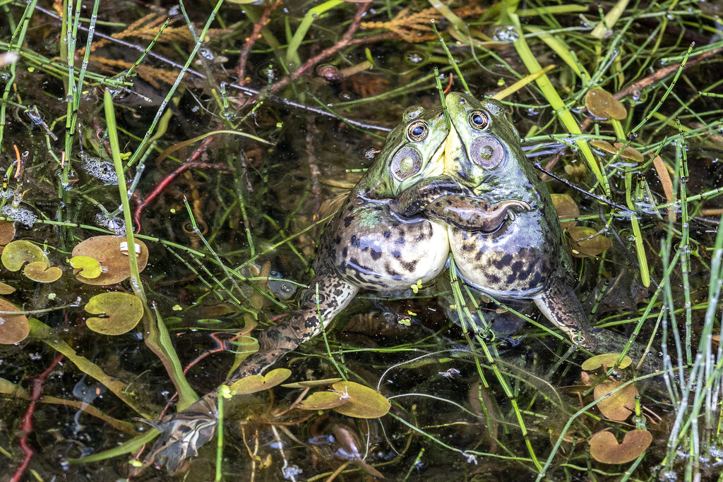 Bull Frog Love by pdulis