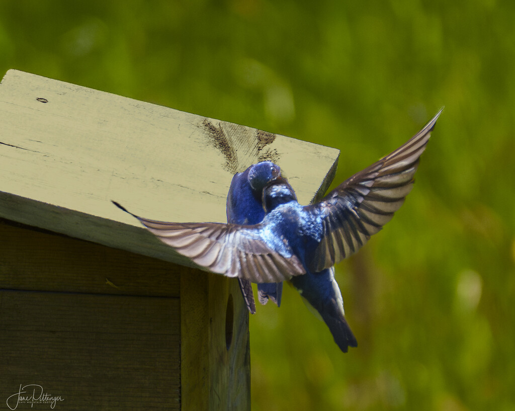 Swallow Feeding First Fledgling  by jgpittenger