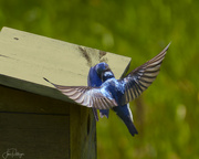 18th Jun 2024 - Swallow Feeding First Fledgling 