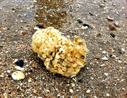 19th Jun 2024 - Sea sponge or seaweed?