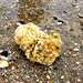 Sea sponge or seaweed?