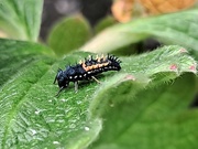 19th Jun 2024 - Day 171/366. Ladybird larvae. 