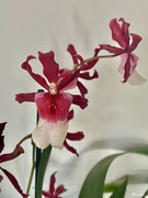 19th Jun 2024 - Orchid