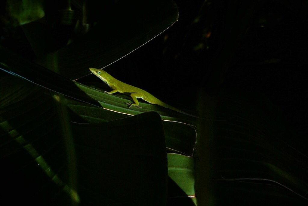 Among the Shadows by photohoot