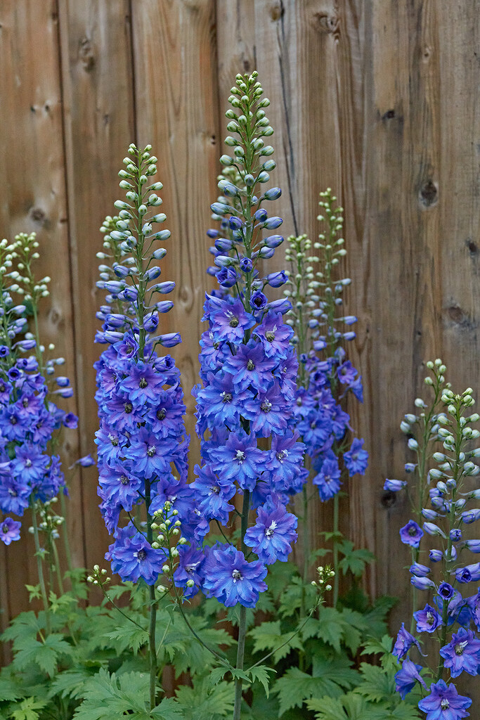 Delphiniums by gardencat