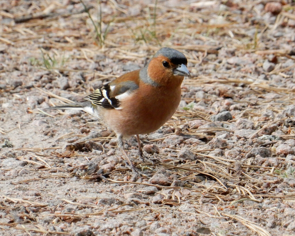 Little bird in Finland by busylady