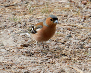 19th Jun 2024 - Little bird in Finland