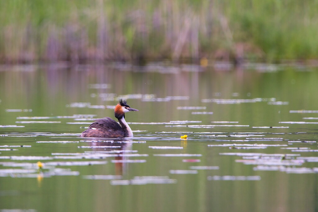 The great crested grebe III by okvalle