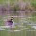 The great crested grebe III