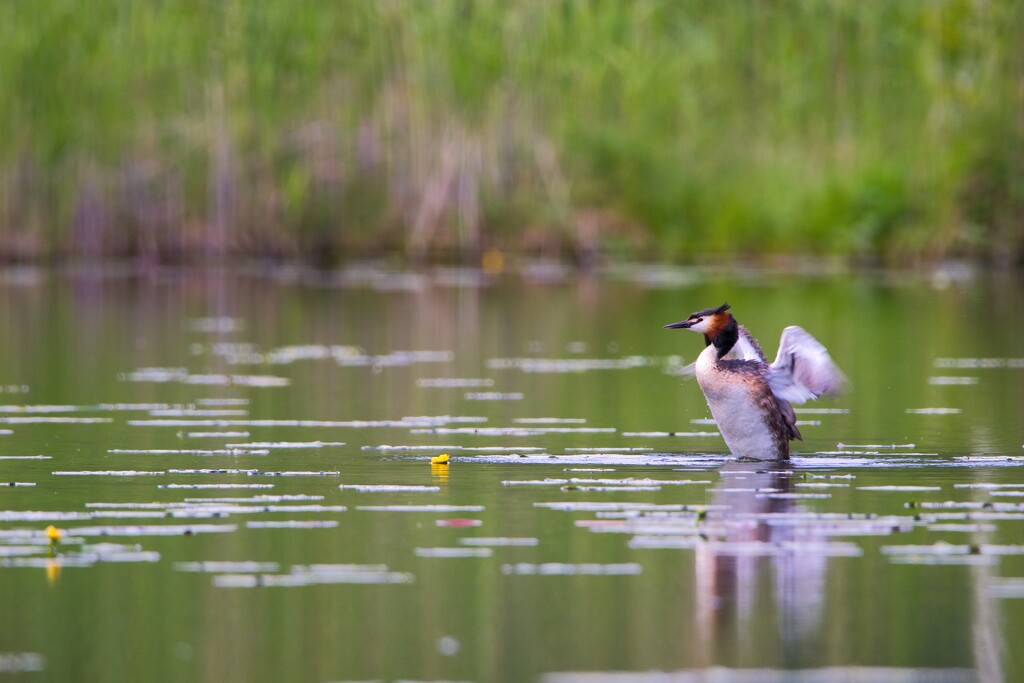 The great crested grebe II by okvalle