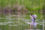 19th Jun 2024 - The great crested grebe II