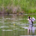 The great crested grebe II