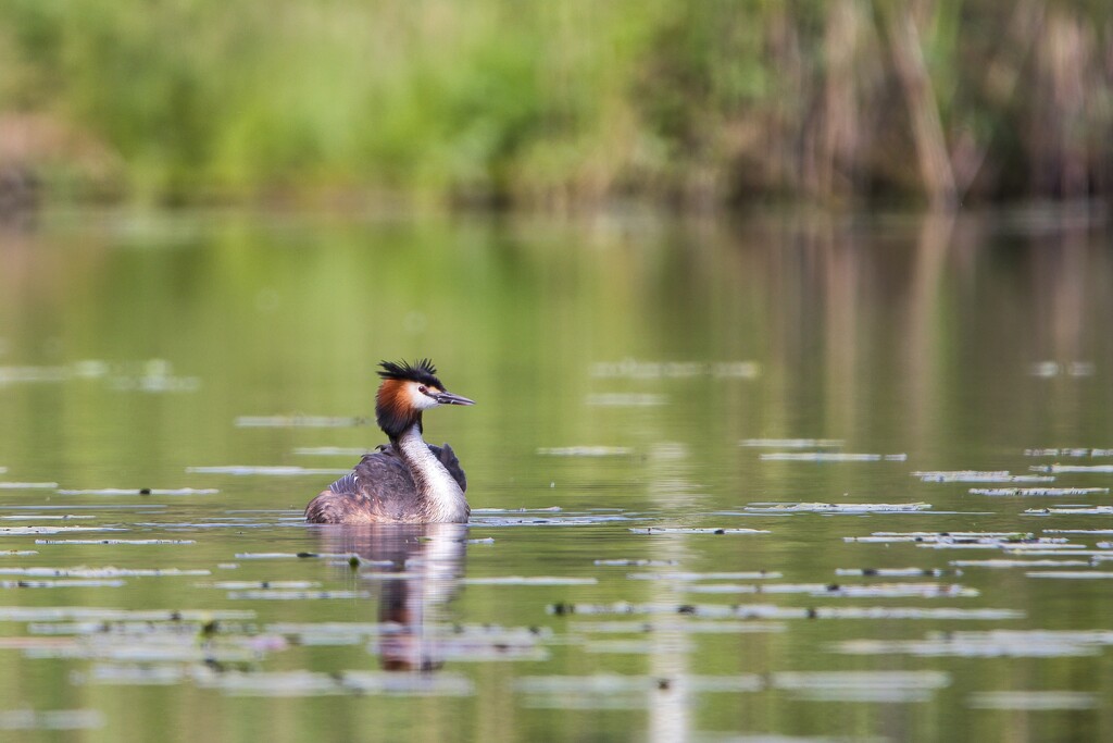 The great crested grebe I by okvalle