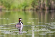 19th Jun 2024 - The great crested grebe I