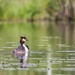 The great crested grebe I