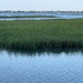 Marsh Grasses and Inlet Waters by calm