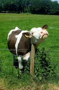 19th Jun 2024 - Silly Cow