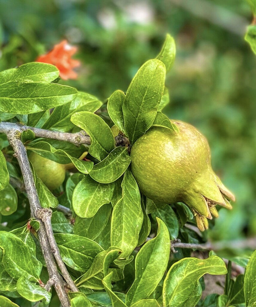 Flourishing Pomegranate  by cmf