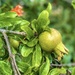 Flourishing Pomegranate 