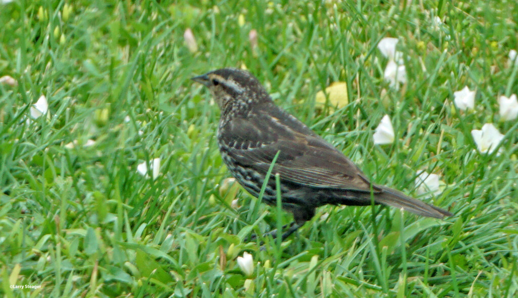 Female Red Winged Blackbird by larrysphotos