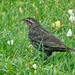 Female Red Winged Blackbird