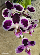 19th Jun 2024 - White and Purple orchid