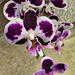 White and Purple orchid by larrysphotos