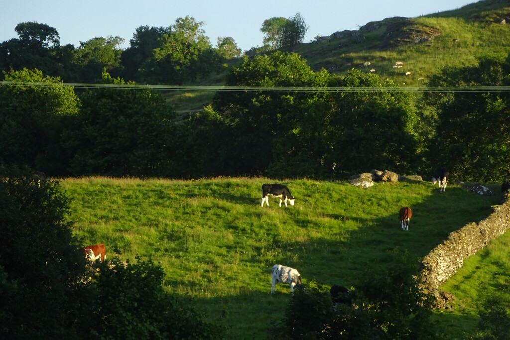 evening bullocks by anniesue