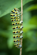 19th Jun 2024 - Black Swallowtail Caterpillar