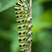 Black Swallowtail Caterpillar by kvphoto