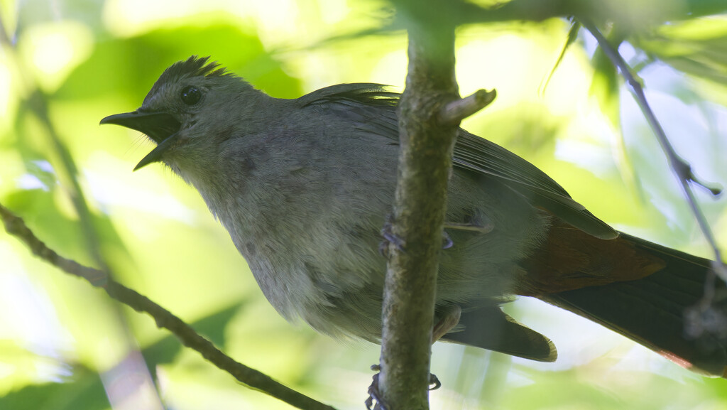 gray catbird sings by rminer