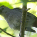 gray catbird sings