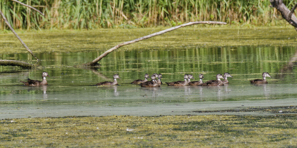 wood duck parade by rminer