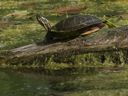 19th Jun 2024 - painted turtle