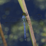 19th Jun 2024 - Eastern pondhawk dragonfly