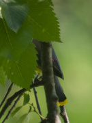 19th Jun 2024 - cedar waxwing