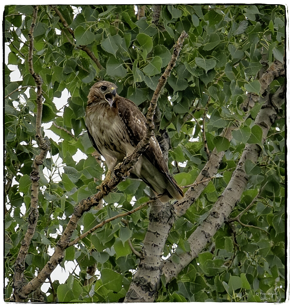 Meet Shriek the Red-Tailed Hawk by bluemoon