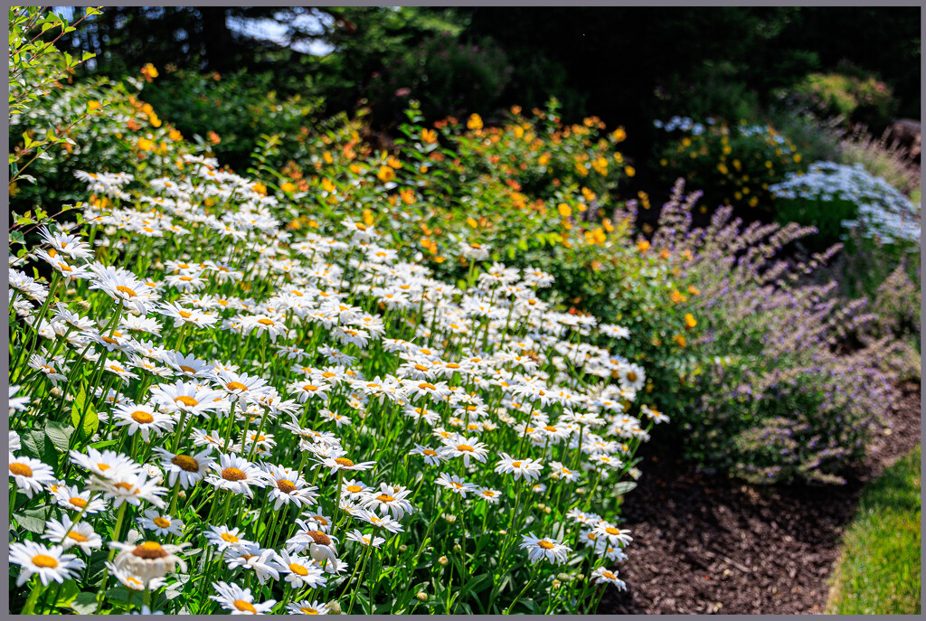 Summer Flowers 2024 by hjbenson