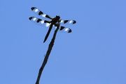 19th Jun 2024 - Twelve spotted skimmer