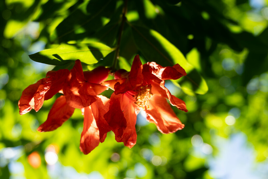 Pomegranate Blossoms in Sunlight by veronicalevchenko