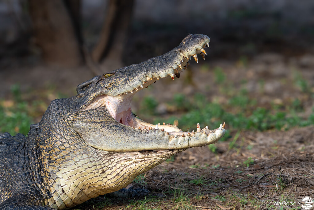 Crocodile smile by yorkshirekiwi