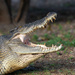 Crocodile smile by yorkshirekiwi