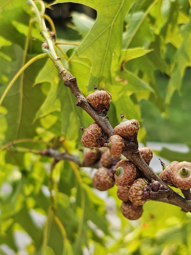 Tiny Acorns by edorreandresen