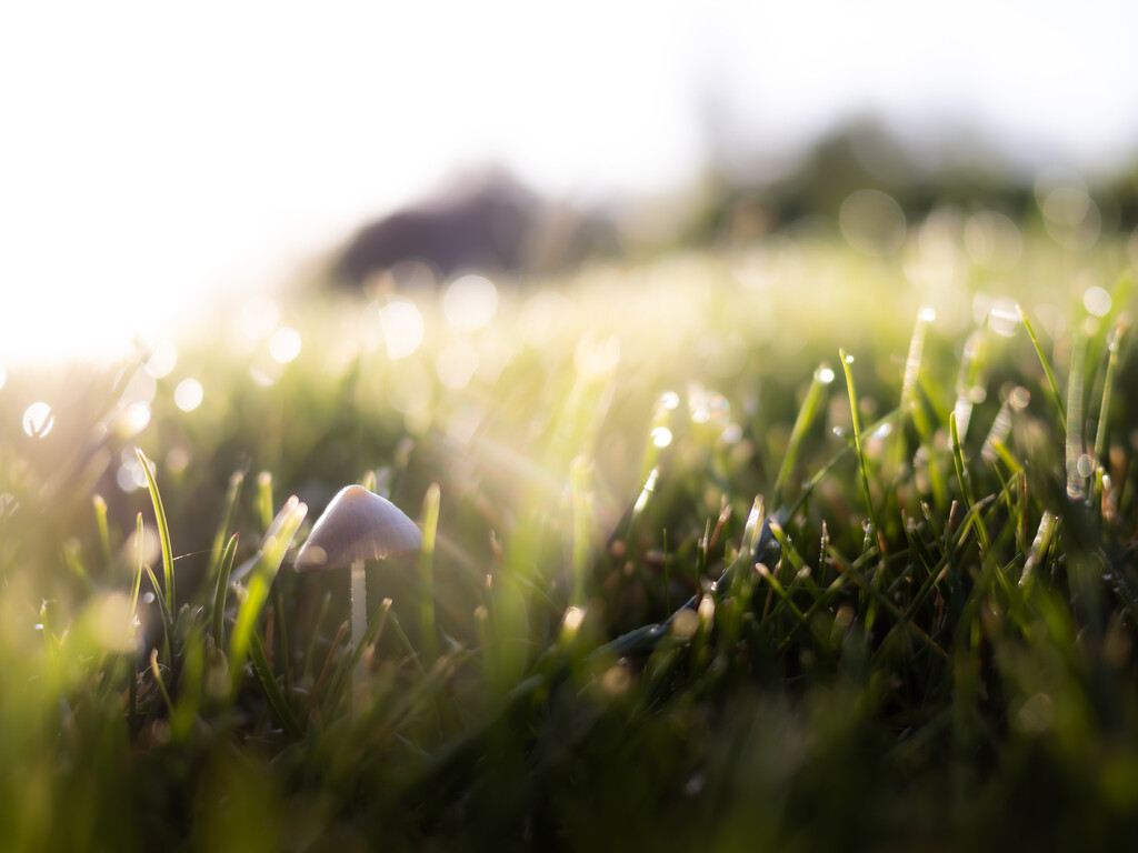 A shroom in colour by northy