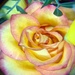 Rose Magnified by jmdeabreu