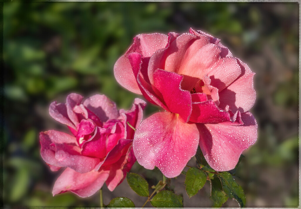 Roses and dewdrops by ludwigsdiana