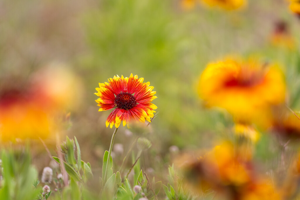 Blanket Flower by cdcook48