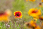 19th Jun 2024 - Blanket Flower