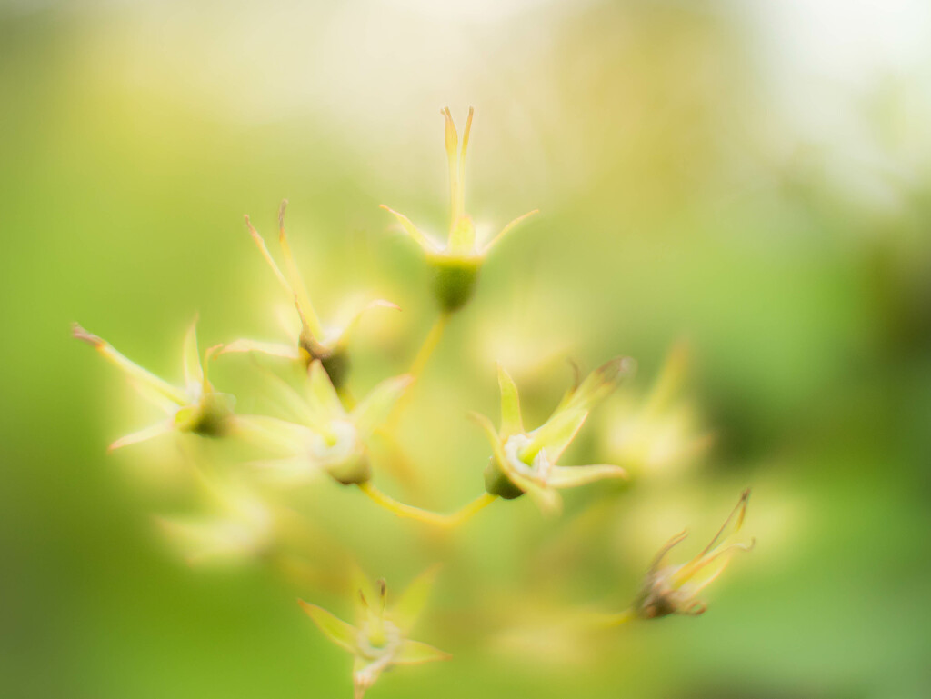 When the petals fall... by haskar