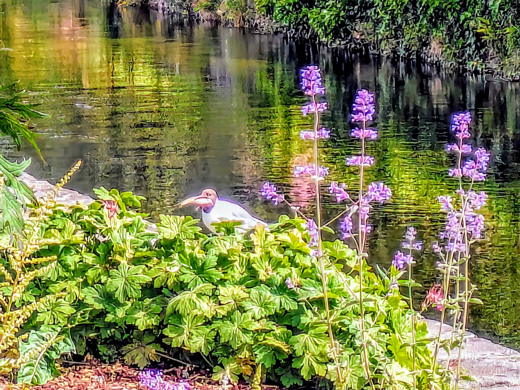 The seagull and the fish by zilli